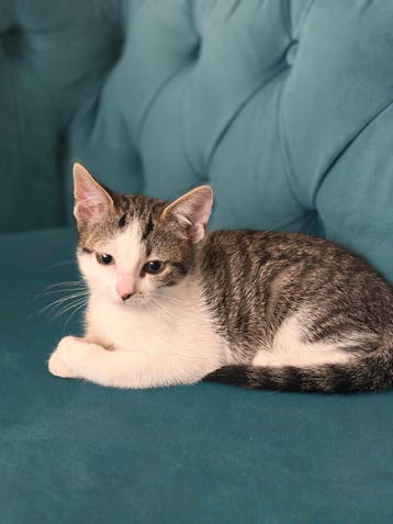 Kater