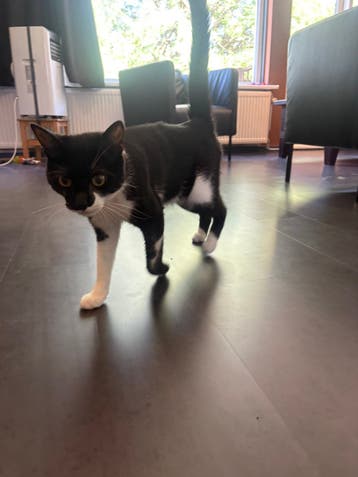 Kat zoekt nieuw huisje