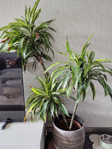 Gratis kamerplanten