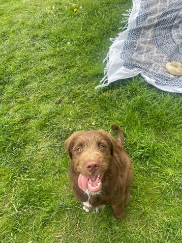 Hond - 7 maanden - engelse bulldog x labradoodle