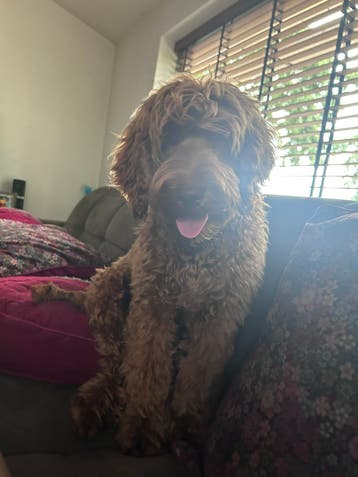 Gastgezin voor klein medium Australian Labradoodle pup !
