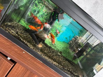 Gratis vissen zonder Aquarium