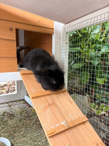 Nijntje zoekt een nieuw huisje!