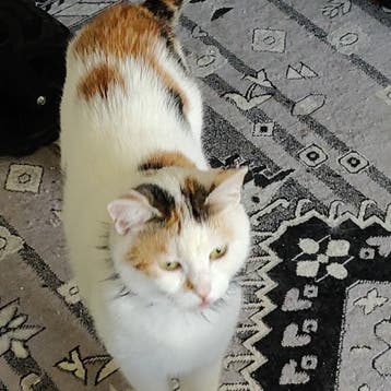 Katten