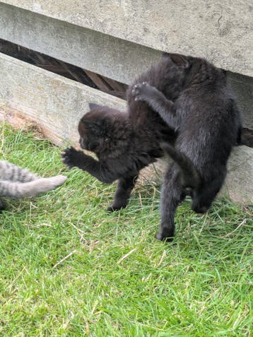 Kittens