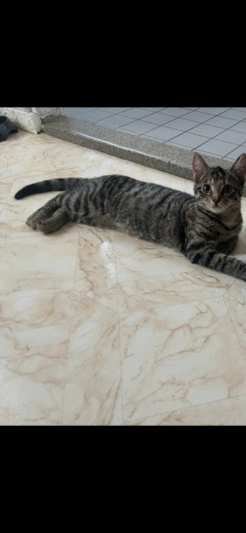 Gratis kitten