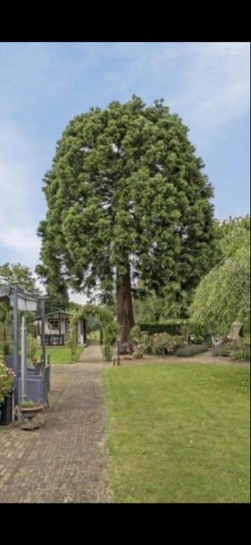 Boom om te kappen voor hout
