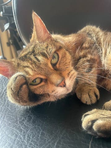poes zoekt huisje
