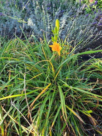 Daglelie - Hemerocallis lilioasphodelus