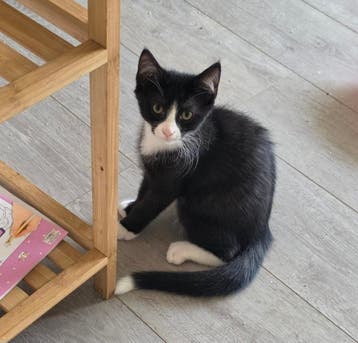 Wij zoeken een forever home voor Stipje!