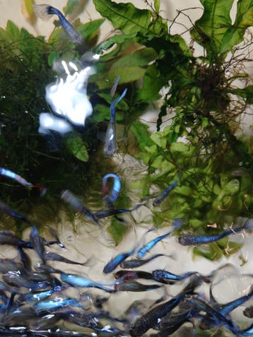 Gratis guppies - blauw, rood, grijs