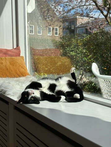 Lieve knuffelpoes Ares (5 jaar) zoekt een rustig nieuw thuis