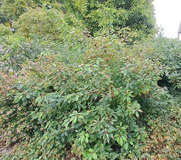 Kornoelje (struik)