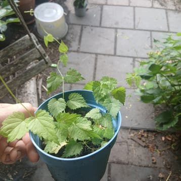 Hop zaailingen