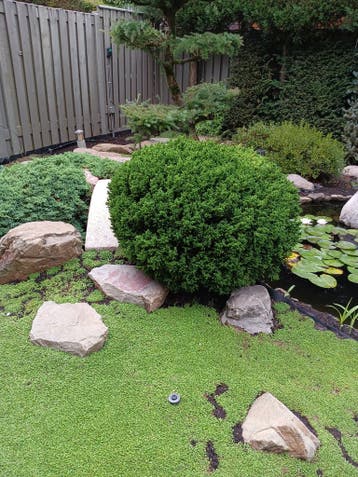 GRATIS - Langzame groei struik Picea Abies Tompa 140L x80 H