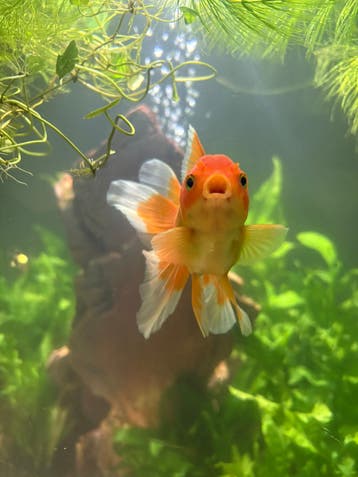 2 oranda goudvissen en shubunkin