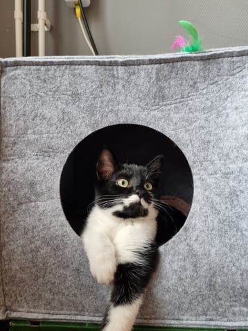 Lieve zwart witte poes. Kortharig