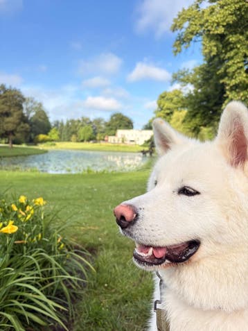 GRATIS witte Akita