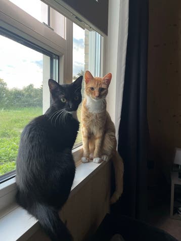 Gratis kittens
