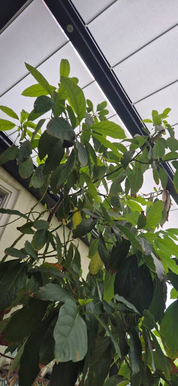 Grote Avocado Plant - Tropische Sfeer in Huis