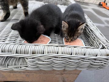 2 kittens zoeken nieuw thuis ( gratis) 6 weken oud