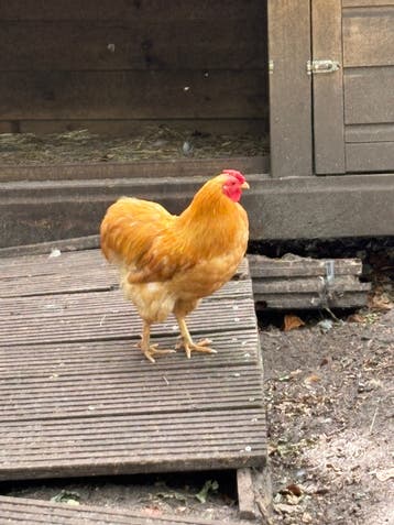 Haan (van juni 2025)
