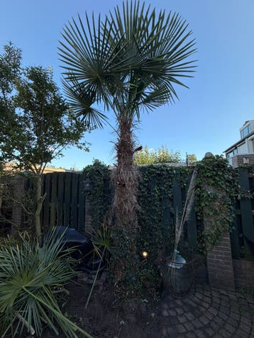Palm, gratis afhalen