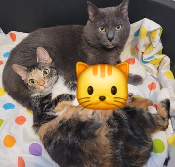 poes en kater zoeken een nieuwe huisje