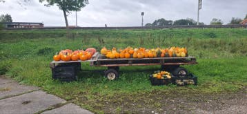 Pompoenen en kalebassen