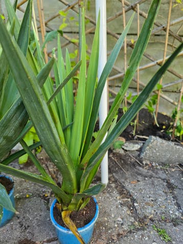 Yucca planten - Sterke en onderhoudsvriendelijke planten