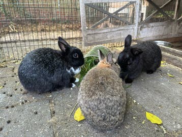 3 lieve konijntjes zoeken een ander thuis
