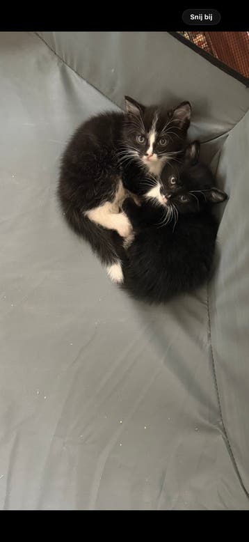 Kittens