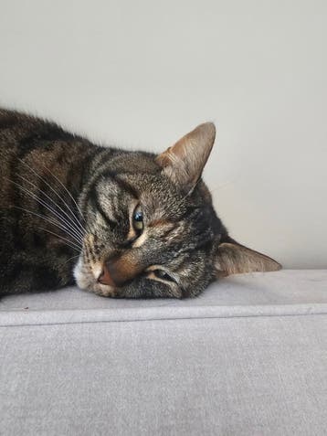 Gezocht: Gouden mandje voor Nala en Nami