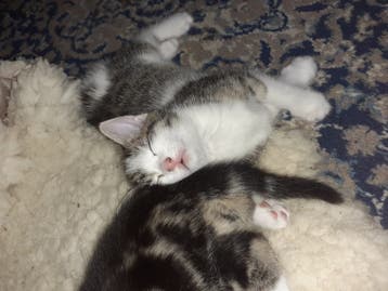 Schattig