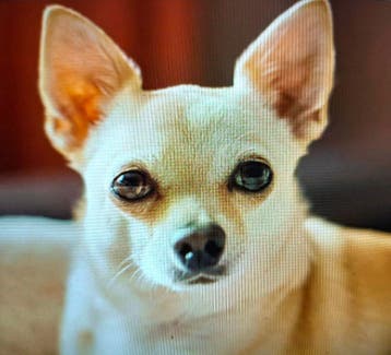 Gezocht/Gevraagd gezonde korthaar chihuahua teef prijs notk