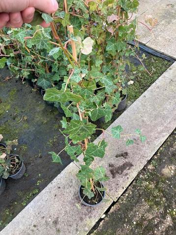 Hedera hibernica 100/120