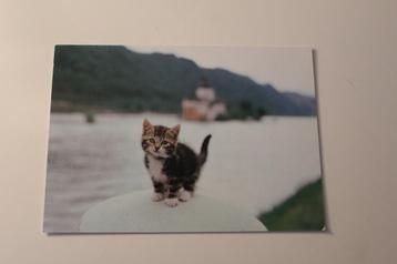 Katten Postkaart - Kitten staat bij de Rhijn, Japan, NIEUW