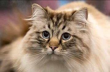 Ragdoll dekkater met stamboom en dna / echo getest