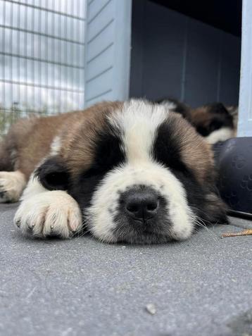 Pups Moskow watchdog