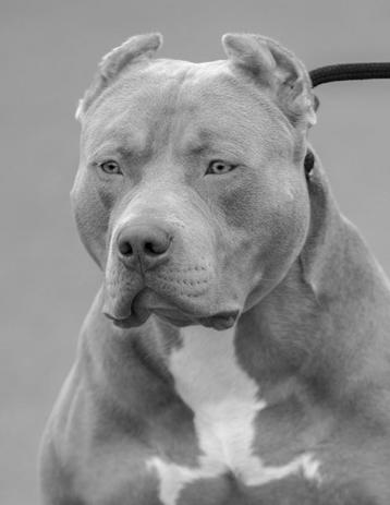 American Bully XL dekreuen - health tested