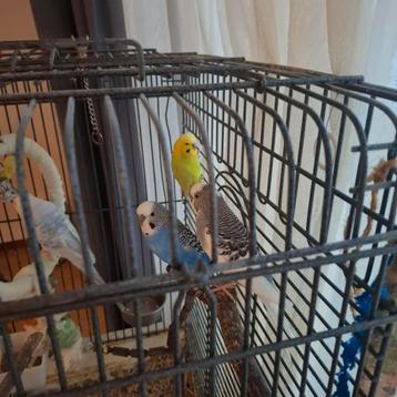 4 grasparkieten + 2 kooien