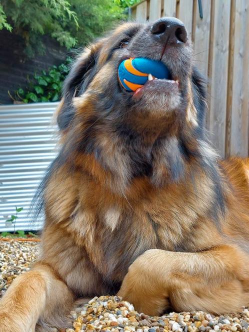 Super lief baasje gezocht voor leonberger( met 25 %herder), Dieren en Toebehoren, Honden | Niet-rashonden, Groot, Teef, Particulier