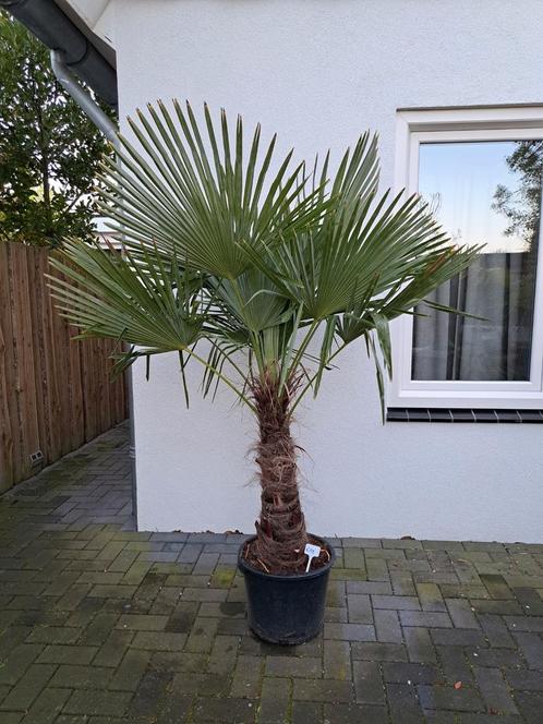 Trachycarpus fortunei winterharde palmboom, Tuin en Terras, Planten | Bomen, Palmboom, Volle zon, Ophalen of Verzenden