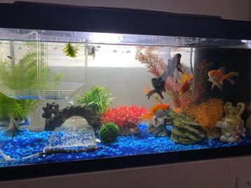 Sluierstaart zwart telescoop en oranje sluierstaart vissen