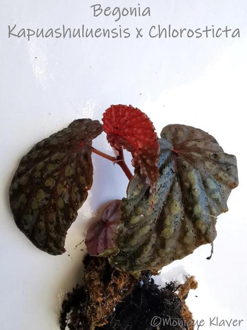 Begonia sp. Chlorosticta dark x Kapuas Huluensis, Huis en Inrichting, Kamerplanten, Overige soorten, Minder dan 100 cm, Halfschaduw