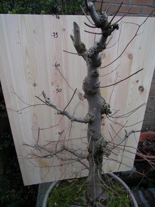 bonsai flinke Zelkova, Tuin en Terras, Planten | Bomen, Overige soorten, Minder dan 100 cm, Volle zon, Bloeit niet, In pot, Ophalen