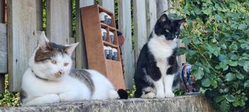 2 super lieve katten zoeken een nieuw huisje.