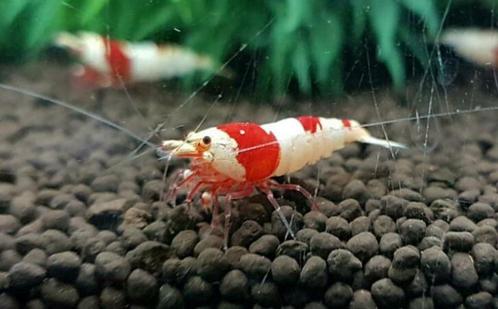 Crystal Red garnalen - Pure red line. Ook verzenden, Dieren en Toebehoren, Vissen | Aquariumvissen, Zoetwatervis, Kreeft, Krab of Garnaal