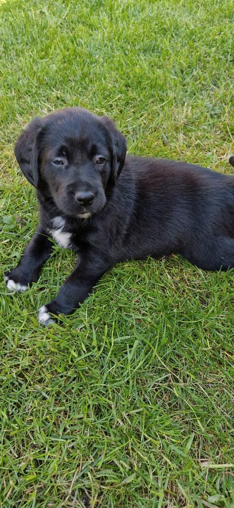 Pups labrador x friese stabij, Dieren en Toebehoren, Honden | Retrievers, Spaniëls en Waterhonden, Labrador retriever, Particulier