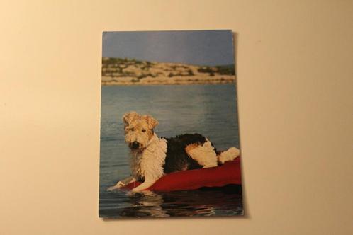 Honden Postkaart - Foxterrier op het Water, France 1980, Verzamelen, Ansichtkaarten | Dieren, Gelopen, 1960 tot 1980, Hond of Kat